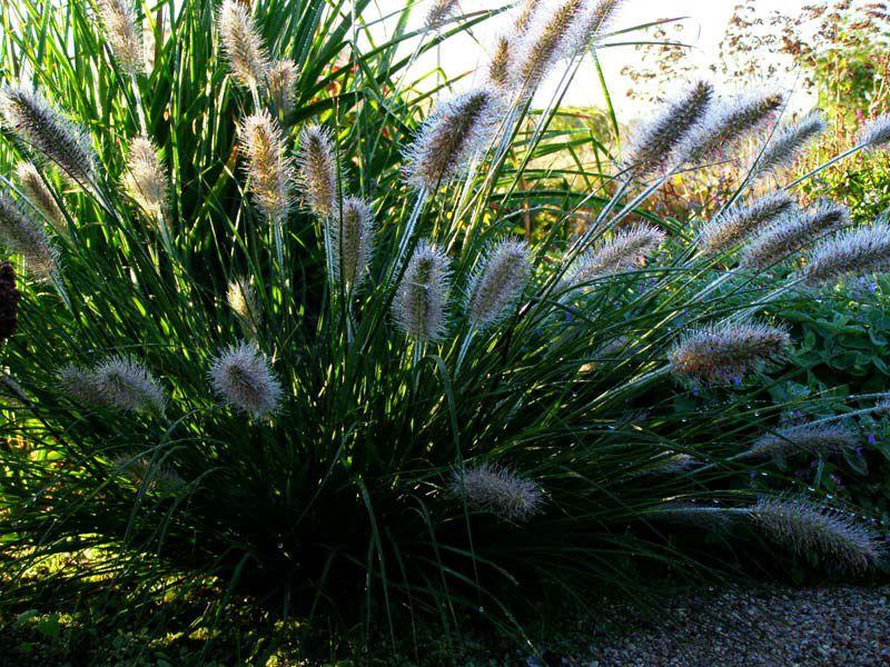 buisson de fleurs