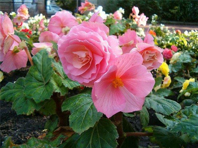 Bégonia en fleurs dans un parterre de fleurs