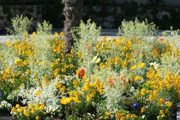 parterre de fleurs