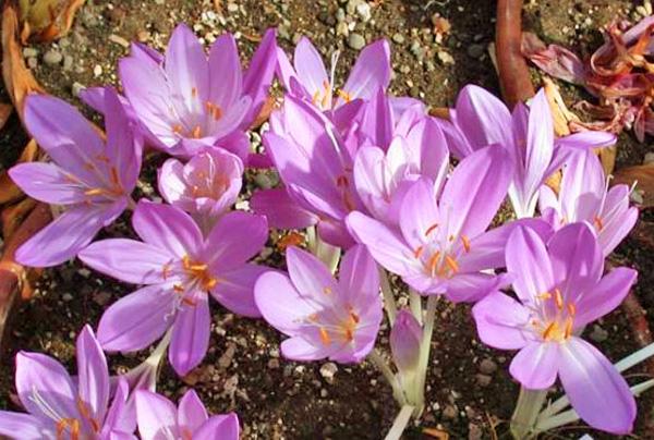 fleurs belles et délicates