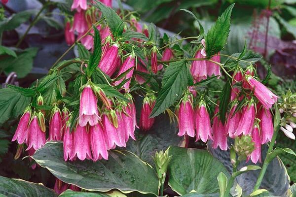 flores en el jardin