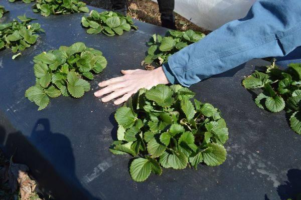 strawberry bed