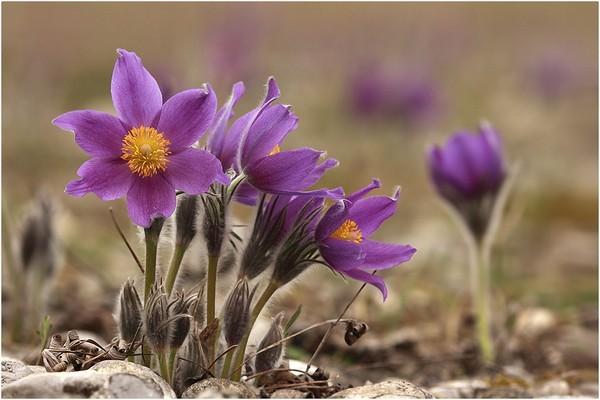 fleurs dans le jardin