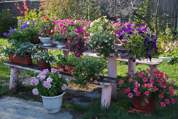 beauties petunias