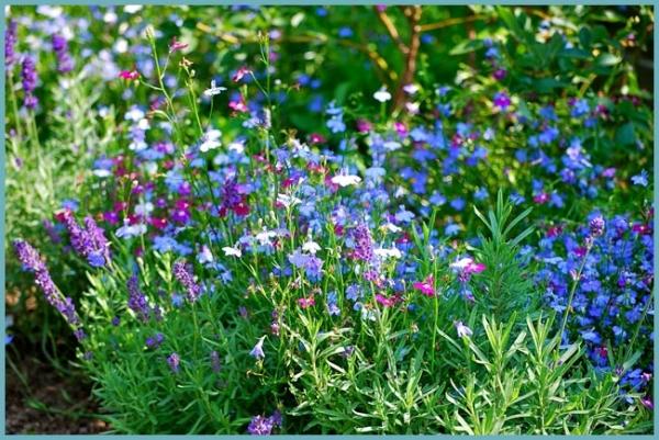 meadow flowers