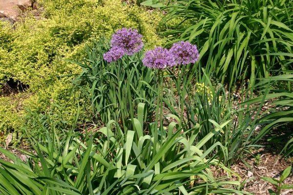 allium dans le parterre de fleurs