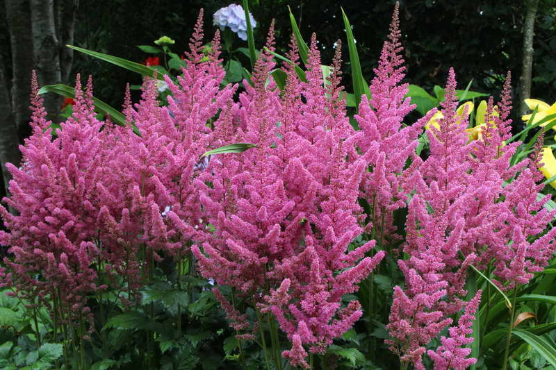 hermosas flores