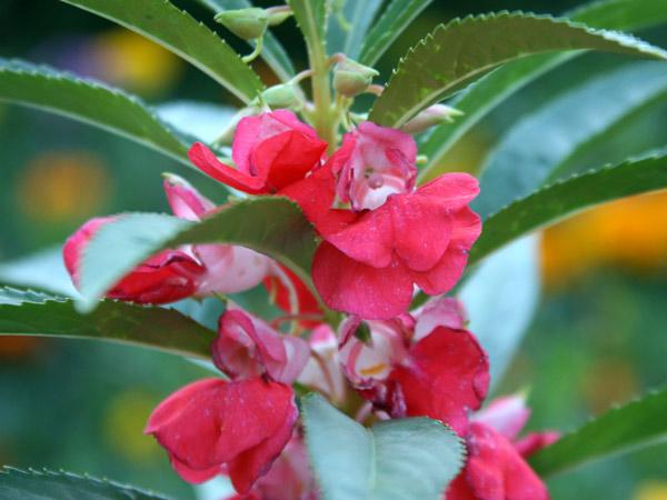 flor florecida