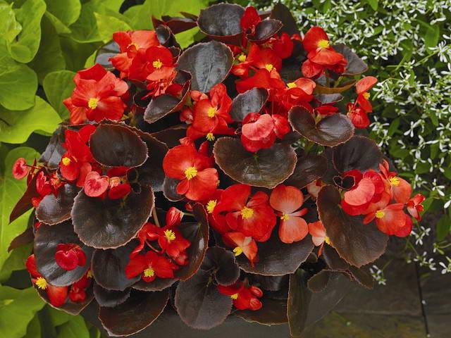 variedad de begonia