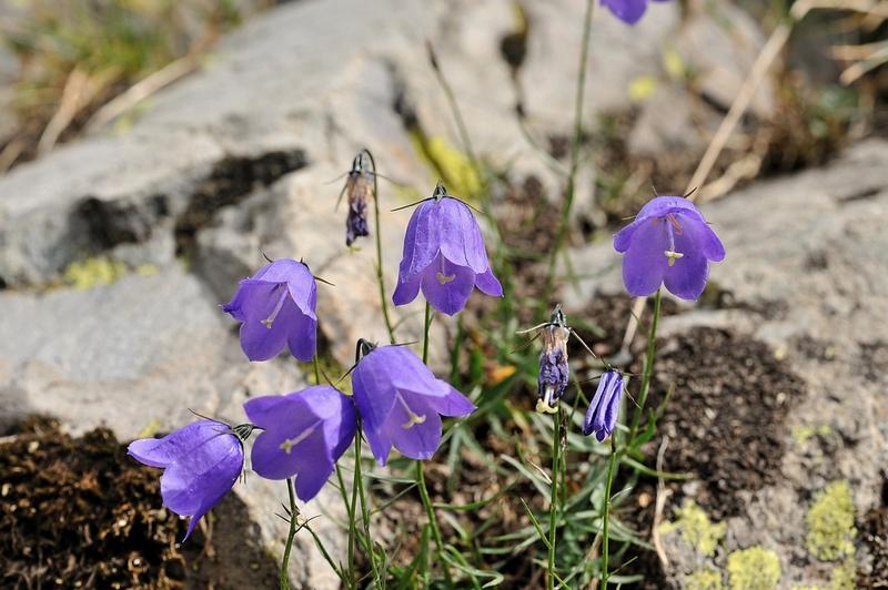 cloches de montagne