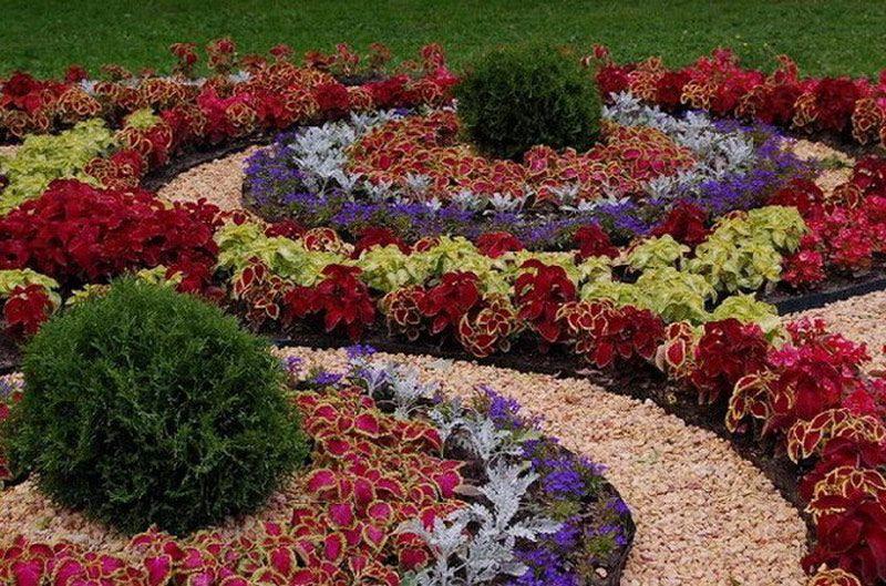 parterre de fleurs Koleus