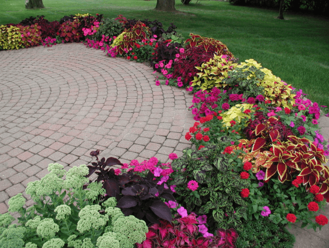 coleus dans un parterre de fleurs