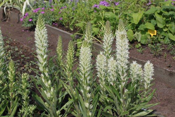 cloche dans un parterre de fleurs