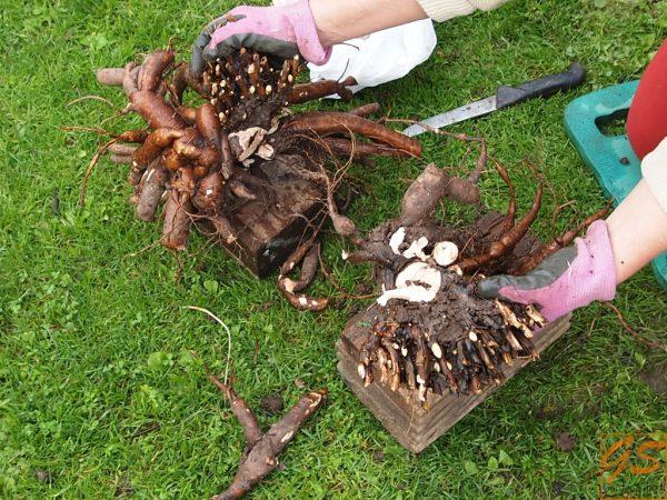 dividing the peony bush