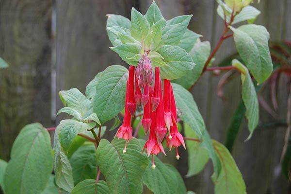 fuchsia dans le jardin