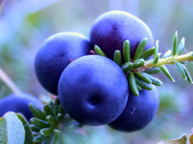 ripe blueberries