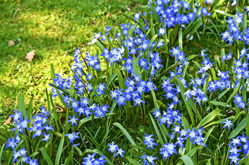 loosening flowers