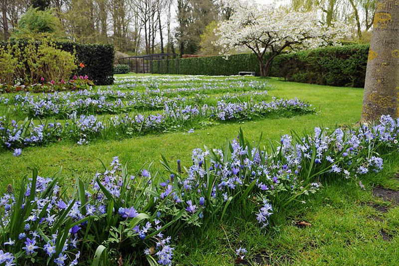 chionodox en el jardín