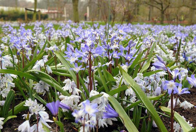 Champ de chionodox