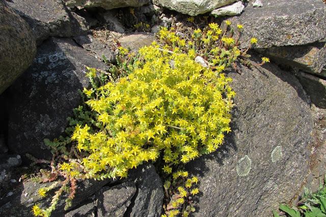 fleurs dans les pierres parterres de fleurs