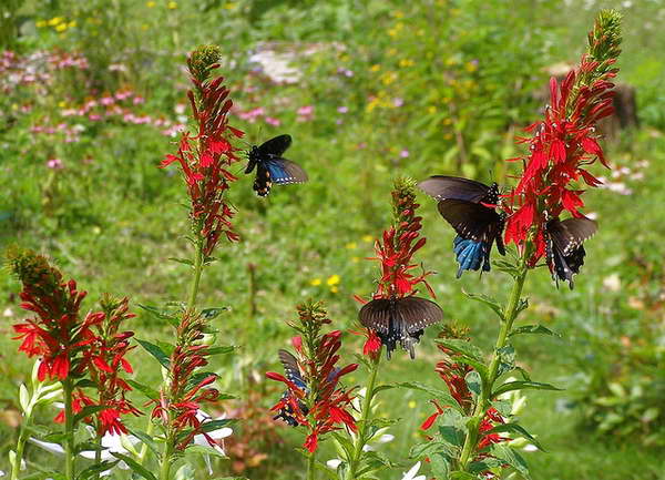 lobelia de semillas.