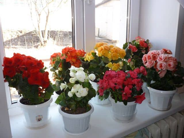 variedad de begonias