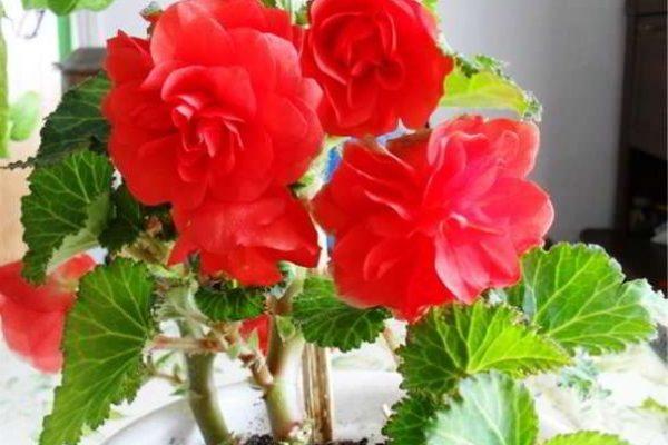 begonia mekar