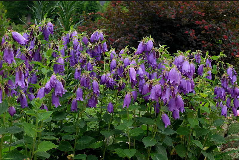 fleurs dans le jardin