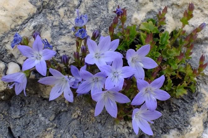 fleurs dans le jardin