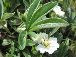 Reglas para el uso de cinquefoil blanco, propiedades útiles y contraindicaciones.