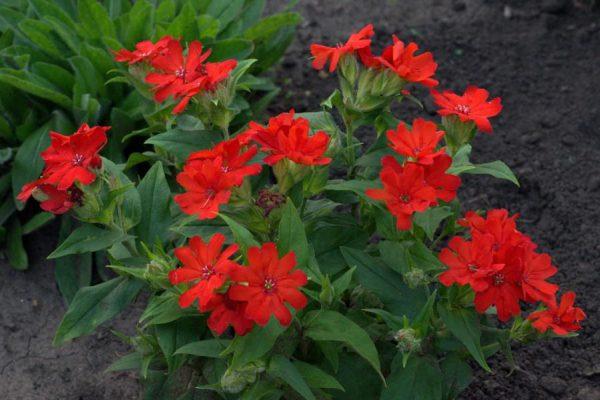 lychnis rojo