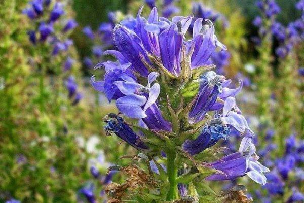 flores de lobelia