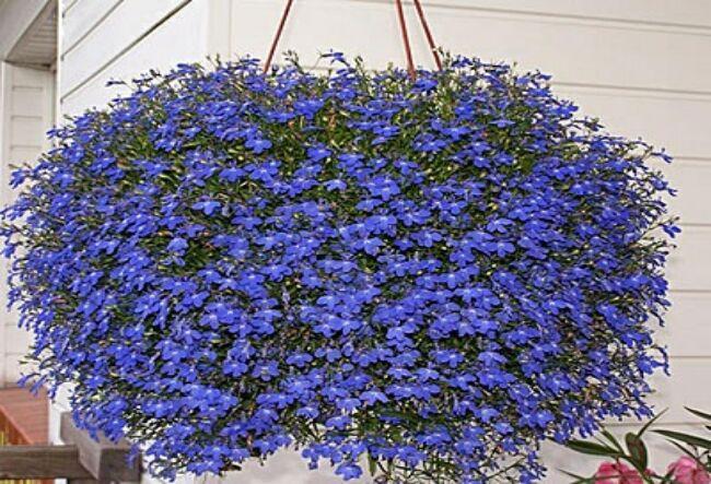 flowers in a pot