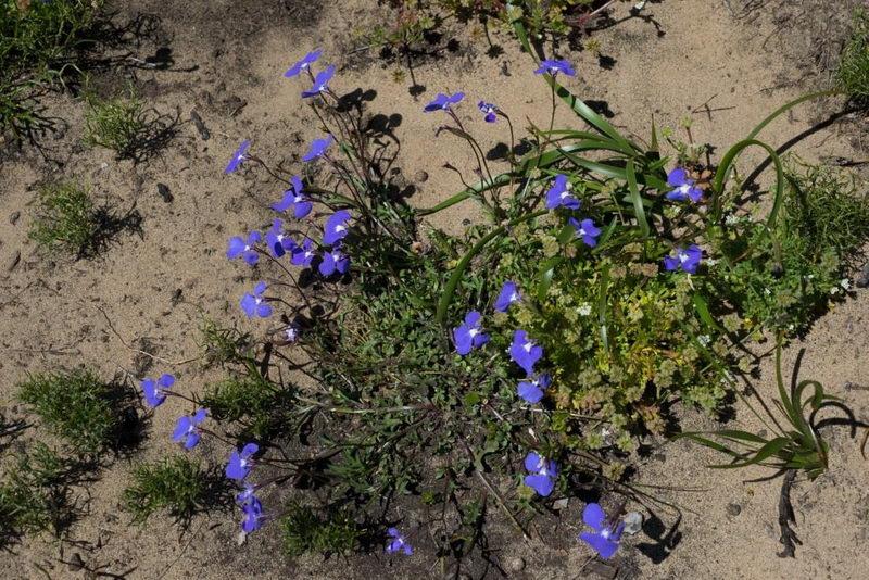 lobelia tanka