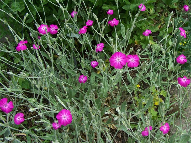 monivuotinen lychnis