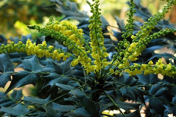 fleurs dans des parterres de fleurs