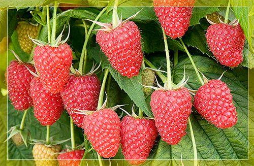 Las mejores variedades de frambuesas para cultivar en la región de Moscú, plantando tecnología agrícola y cuidado.