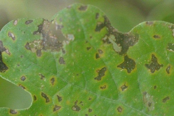 pathologie des fleurs