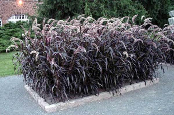 pennisetum dans un parterre de fleurs