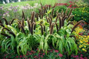 Description de la plante sétaire pennisetum (pennée), sa plantation et ses soins