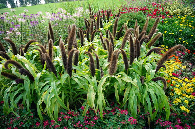 pennisetum dans le jardin