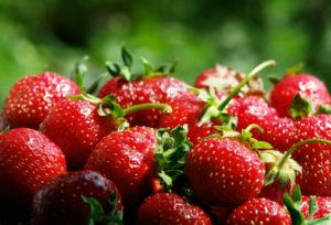 Mga patakaran para sa paglaki at pag-aalaga sa mga strawberry gamit ang teknolohiyang Dutch