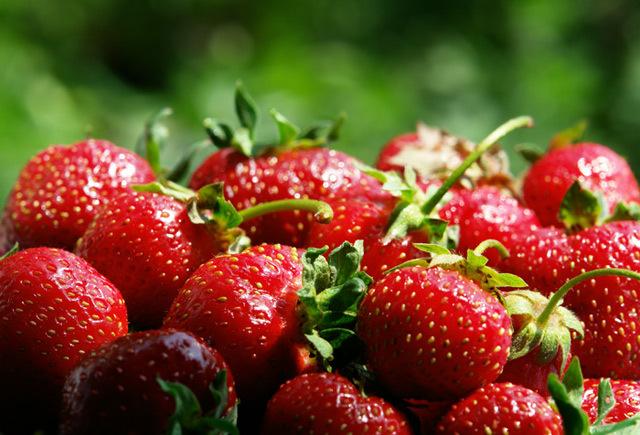 fraises juteuses