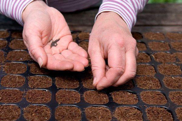 planting onions