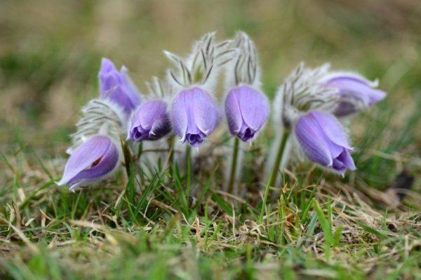 germinación de flores