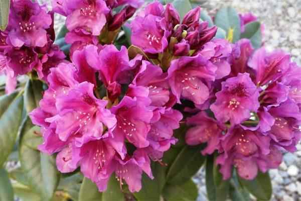 rhododendron violet