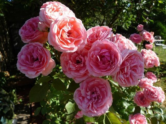 floribunda rosa