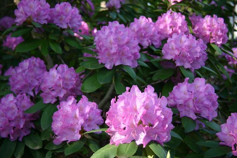 buisson de rhododendrons