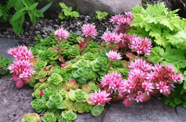 false sedum