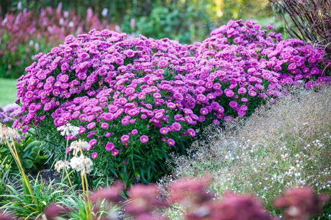 sépbrinks dans le jardin